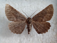 Nychiodes dalmatina