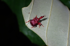 Attelabidae