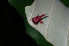 Attelabidae