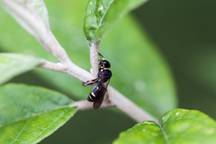 Hylaeus euxanthus