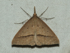 Epidesmia hypenaria