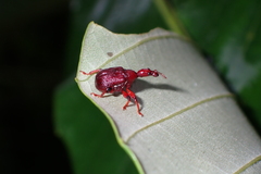 Attelabidae