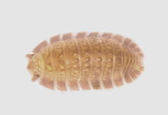 Armadilloniscus holmesi