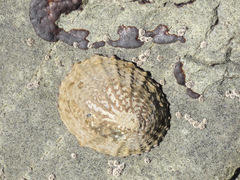 Cellana denticulata