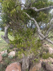 Syzygium legatii