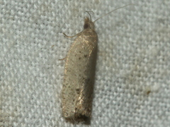 Ericodesma indigestana