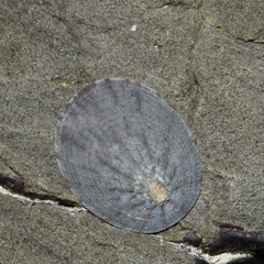 Cellana radians