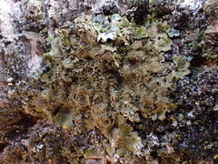 Melanohalea elegantula