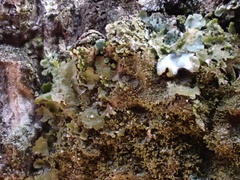 Melanohalea elegantula