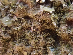 Melanohalea elegantula