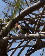 Melanerpes striatus