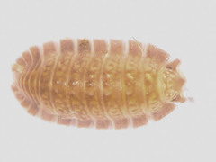 Armadilloniscus holmesi