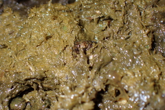 Onthophagus rectecornutus