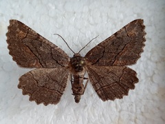 Nychiodes dalmatina