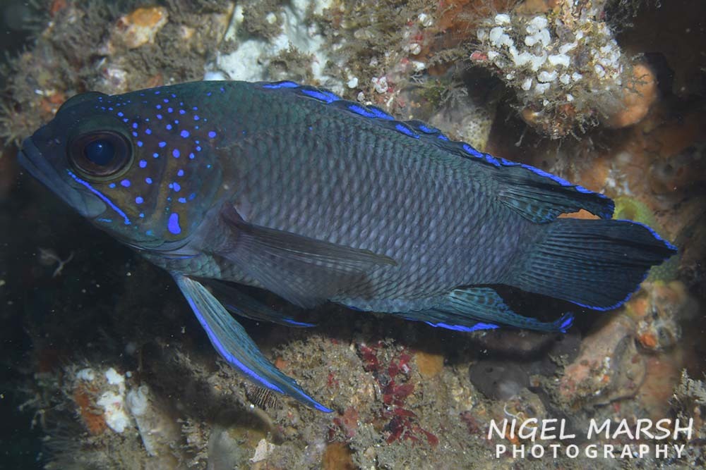 Blue-Tip Longfin photo 4