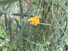 Callistachys lanceolata
