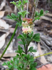Xanthosia stellata