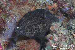 Cantherhines pardalis