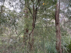 Callistachys lanceolata