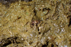 Onthophagus rectecornutus