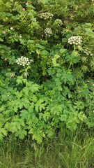 Lathyrus holochlorus