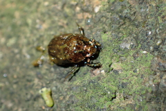 Onthophagus rectecornutus