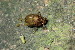 Onthophagus rectecornutus