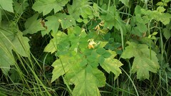 Lathyrus holochlorus