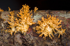 Echinoporia aculeifera