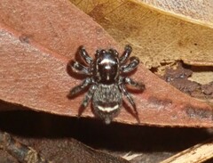 Saitis virgatus