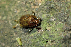 Onthophagus rectecornutus