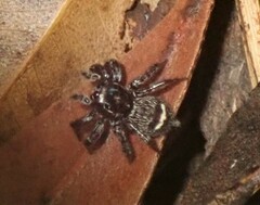 Saitis virgatus