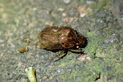 Onthophagus rectecornutus