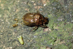 Onthophagus rectecornutus