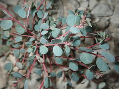Euphorbia cinerascens