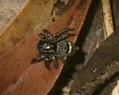 Saitis virgatus