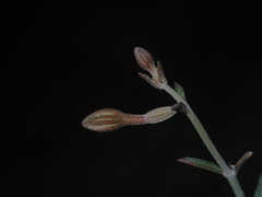 Acleisanthes angustifolia
