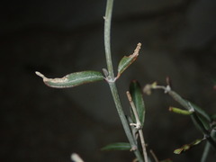 Acleisanthes angustifolia