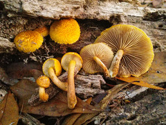 Gymnopilus fulvosquamulosus