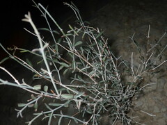 Acleisanthes angustifolia