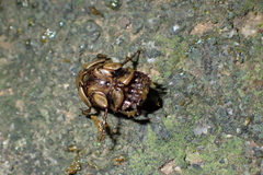 Onthophagus rectecornutus