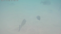 Acanthopagrus australis