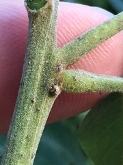 Amorpha ouachitensis