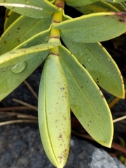 Veronica pinguifolia