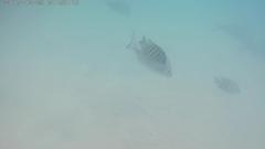 Acanthopagrus australis