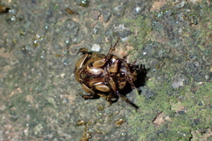 Onthophagus rectecornutus