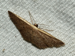 Idaea costaria
