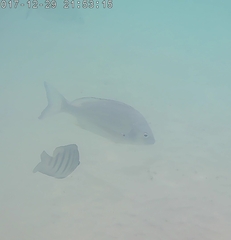 Acanthopagrus australis