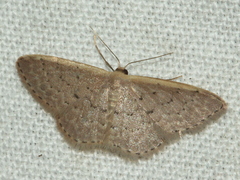 Idaea costaria