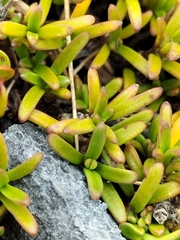 Coprosma cheesemanii